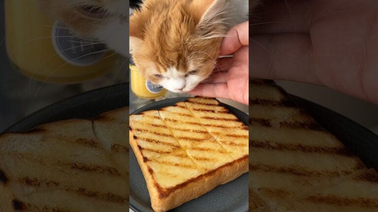 SNSで話題のトースト専用はちみつでホットサンド作った結果ww #shorts