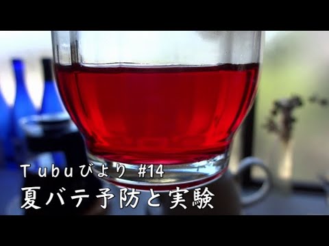 【#14 しそジュースで夏バテを予防しよう】｜レトロかき氷機、かき氷｜夏休みの自由研究、実験、花火｜赤しそ、赤しそジュース｜夏バテ予防、ダイエット効果、美肌効果、疲労回復｜田舎暮らし 古民家 生活｜