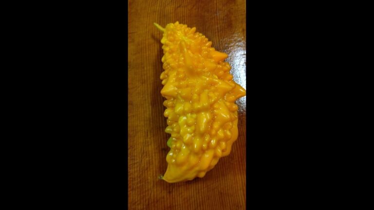 黄色くなったゴーヤー食べてみた #shorts
