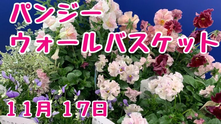 ふりふり　#パンジー  #ギャザリング #ウォールバスケット　#プランツギャザリング　 2022年11月17日