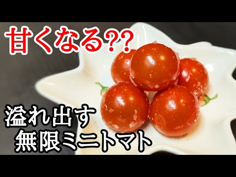 ミニトマト塩漬けの作り方！プチっと弾ける美味しさが最高です。