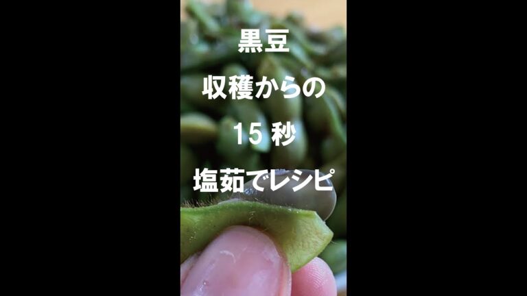 黒豆を収穫から15秒で塩茹でに
