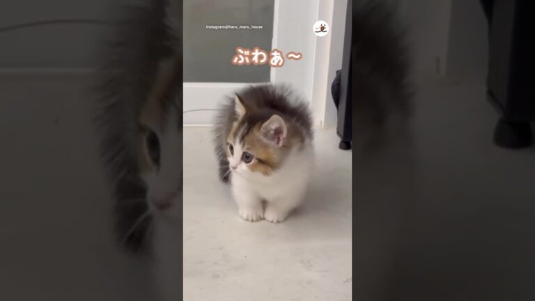 先住猫にぶわぁ〜しちゃう子猫｜PECO #マンチカン #子猫 #子猫のいる生活 #アメリカンショートヘア #munchkin #kitten #americanshorthair