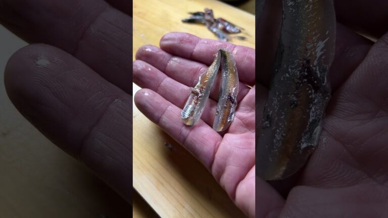 きびなごの画期的なさばき方 #shorts #smallfishes