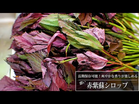 長期保存可能！爽やかな香りが楽しめる濃～い「赤紫蘇シロップ」