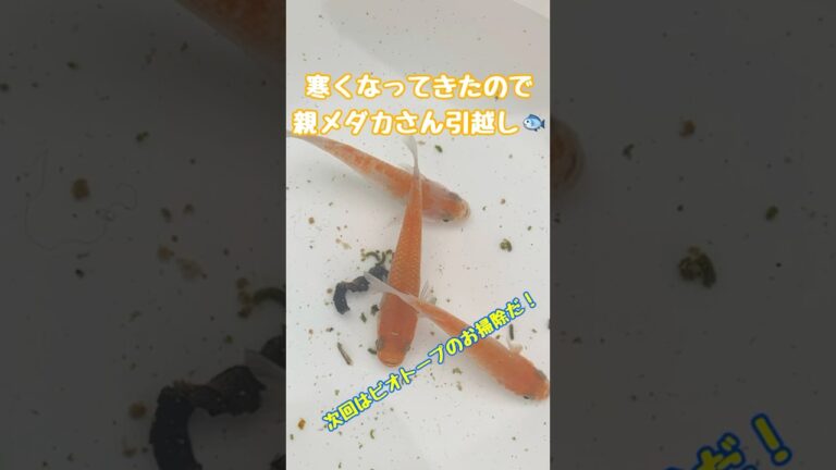 親めだかの引っ越し（冬支度）