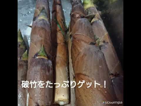 破竹のきんぴら2020.5.5.31