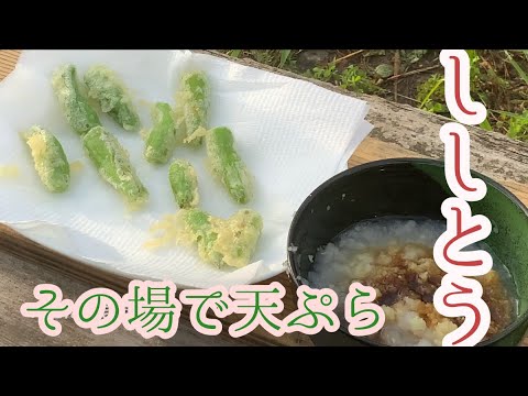 【ししとうの天ぷら】畑で採れたししとうをそのまま天ぷらにする【ASMR】多分ししとうの究極のレシピはこれだ！！