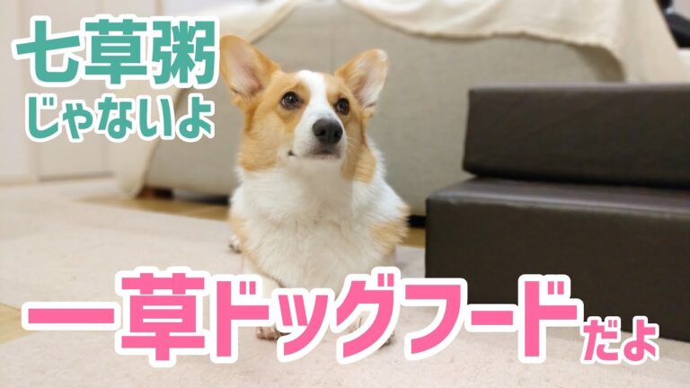 【無病息災】七草粥じゃないよ！一草ドッグフードだよ！コーギーむぎ