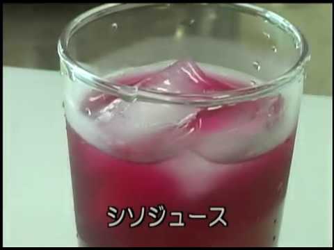 あおうまクッキング2017年8月号 赤じそジュース