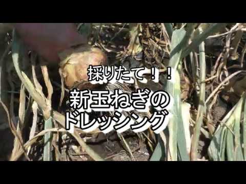まるよし：新玉ねぎドレッシング