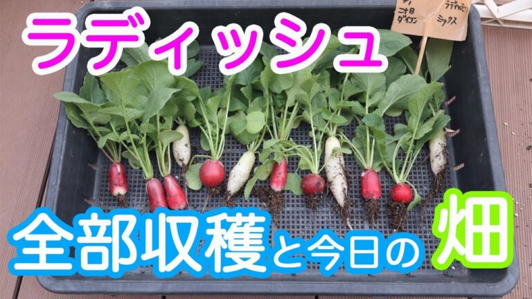 【家庭菜園】ラディッシュの収穫を終え、調理しました。後半は最近の畑の様子です。次々と種まきに忙しい毎日です。
