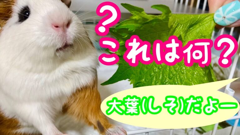【ASMR】爽快？モルモットのもるちゃんの咀嚼音 ～大葉(しそ)編〜 Guinea Pig Eating Sounds