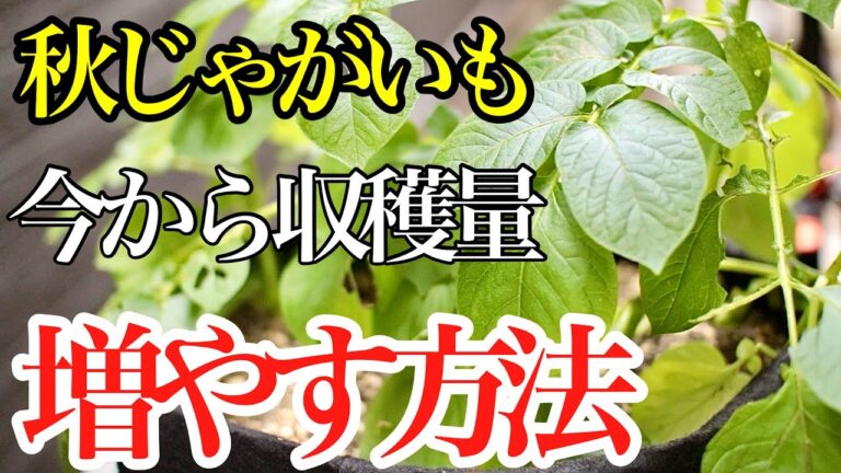 【秋じゃがいも】枯らさずに芋を少しでも大きくする方法と注意点を教えます