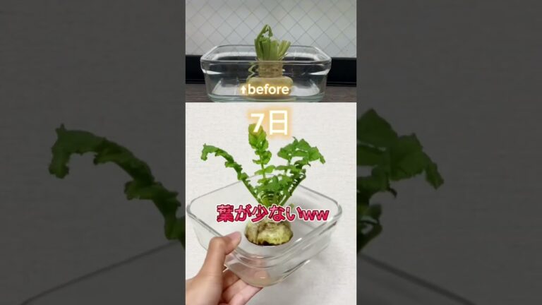 大根の葉を育ててみたけど失敗したこと