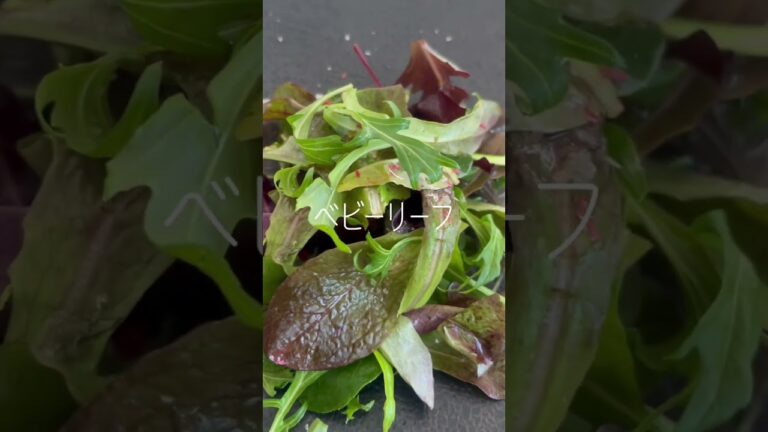 #生ハム に乗せるだけ #シリーズ 〜♪ #ベビーリーフ #ピンクペッパー #自然塩 #日常 #楽しむ #本来の自分