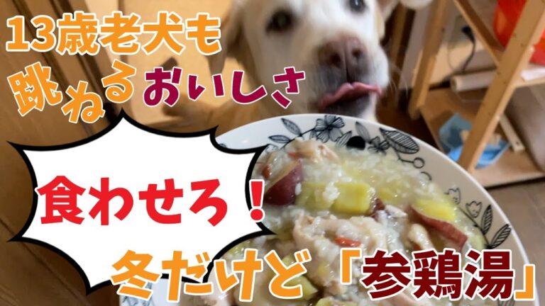 冬だけど犬に「参鶏湯」を作ってみた | 犬の手作りごはんレシピ