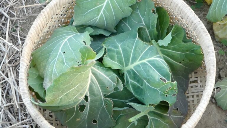 ケール 食べ方　ケールもやし炒め      How to eat kale: Stir-fried kale sprouts