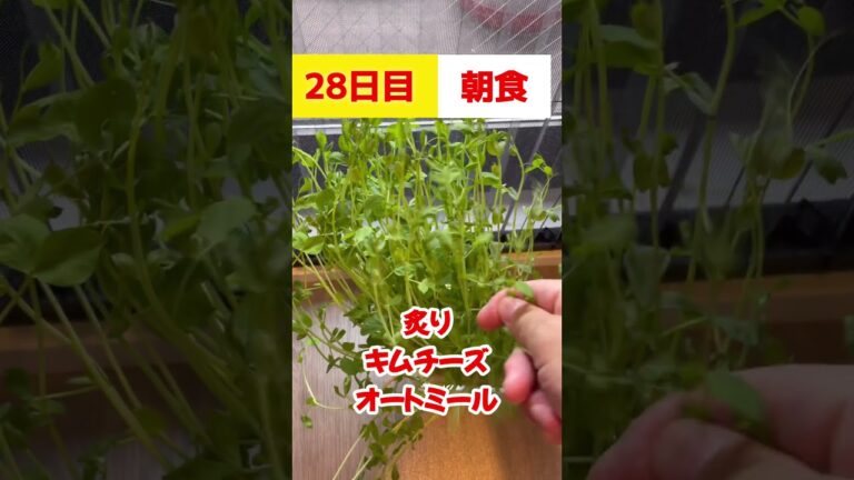 炙りチーズが香るキムチ #オートミール #痩せ飯 1ヶ月本気ダイエット【28日目】