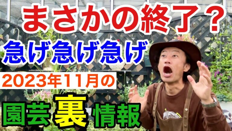 【完全に想定外】2023年11月の買って得するもの損するもの教えます　　【カーメン君】【園芸】【ガーデニング】【初心者】