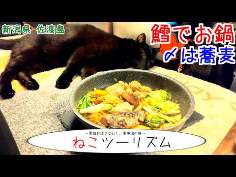 【猫と車中飯】佐渡島の夜は鱈を煮る！【新潟県】