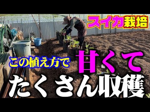 【この植え方で甘くて美味しいスイカが次から次へと収穫できます】