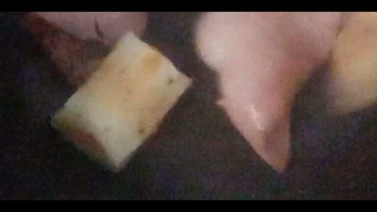 2023年1月13日　おつまみ　チーズちくわ　と　ベーコン　炒める