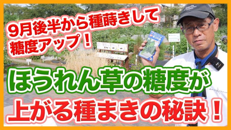家庭菜園や農園のホウレンソウ栽培で糖度を上げるコツ！9月後半から種まきして糖度を上げるほうれん草の育て方！【農家直伝】Spinach soil preparation tips.