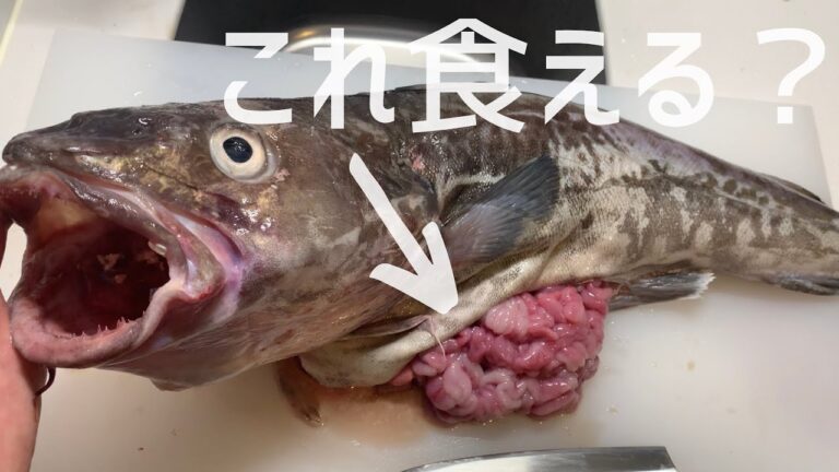 巨大な真鱈のお腹からピンク色の白子が飛び出してきた。食えるの？【マダラ/さばき方/捌き方】