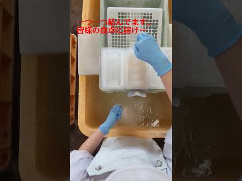 佐藤商店　糸こんにゃく（しらたき）を手結びしてます。煮物・鍋物に使って下さい。皆様の食卓に届けー🎵