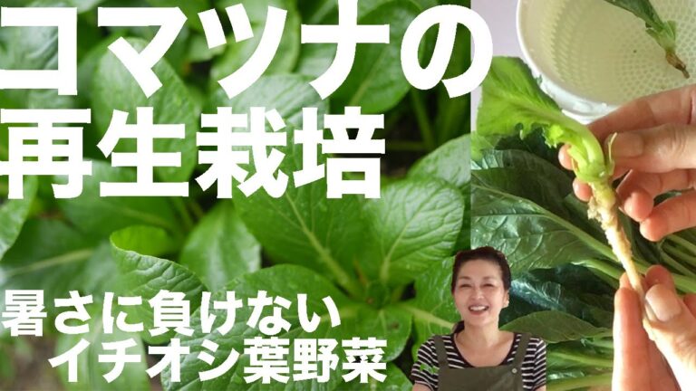 ⚫️再生栽培（１２）コマツナの根から／買った小松菜を２００％味わい尽くす！