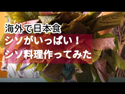 【海外で日本食】シソがいっぱい！シソ料理作ってみた