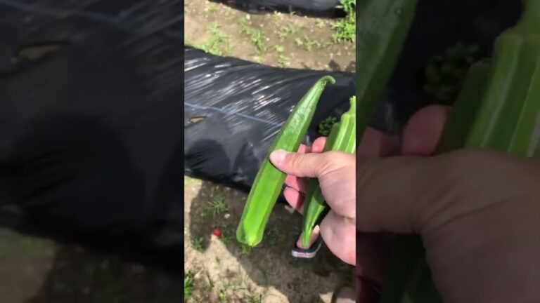 大きくなりすぎたオクラ【園芸】