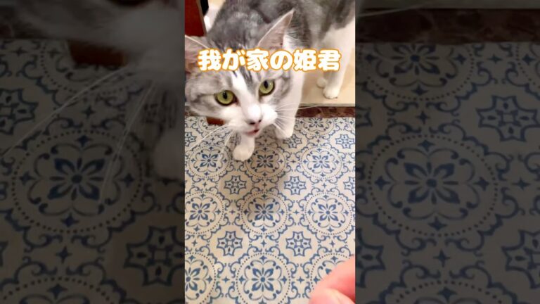 【猫好き必見】 生ハムとアボカドのクリームパスタを作ったら大変なことになりました・・・#パスタ