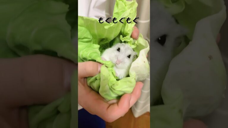 かしわもちのレシピ　#ハムスター #こどもの日