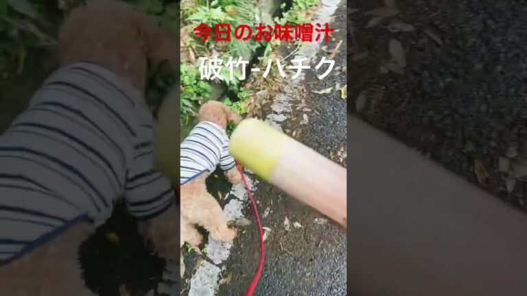 今日の味噌汁【丘の上のモネの家】#カントリーライフ ＃山暮らし #タケノコの味噌汁　#山菜 #shorts