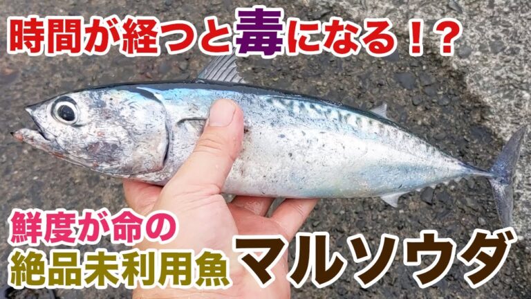 時間が経つと毒になる！？鮮度が命の未利用魚マルソウダが美味