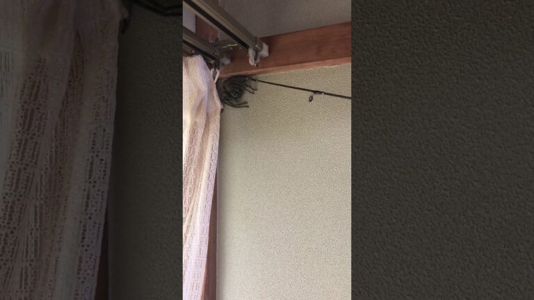 千葉県で巨大蜘蛛こんなん見たことないゎ…タランチュラ？