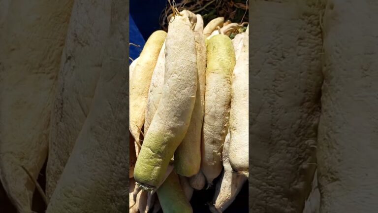 干し大根で沢庵漬け【無農薬大根で作る】#shorts