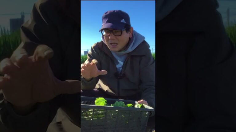 ほうれん草の間引きをしがてら収穫してレンチンで作るお浸しが美味しい #収穫 #ほうれん草 #おひたし