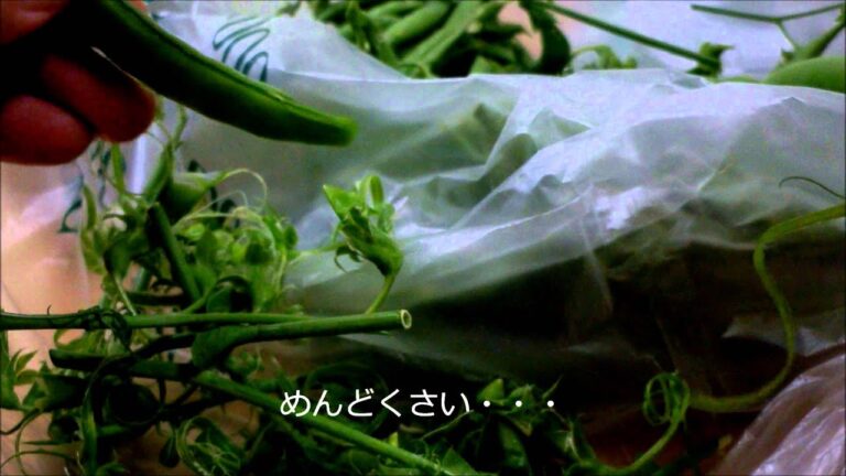 スナップえんどうのスジを上下同時に取る方法。これは便利です