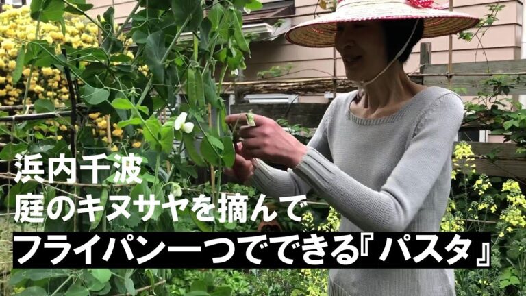 今回の我が家の庭のお野菜はキヌサヤです。摘んで『フライパン一つでできるパスタ』をご紹介します。【料理研究家　浜内千波のお料理解決チャンネル】