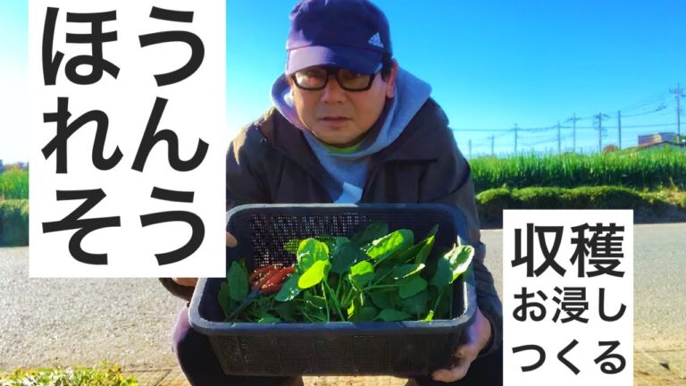 ほうれん草の間引き収穫｜レンチンでお浸しつくる