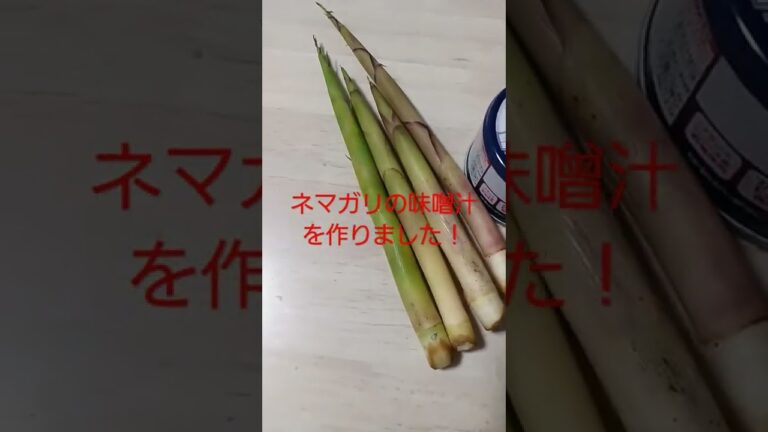 ネマガリ(細いタケノコ)の味噌汁作ってみた！