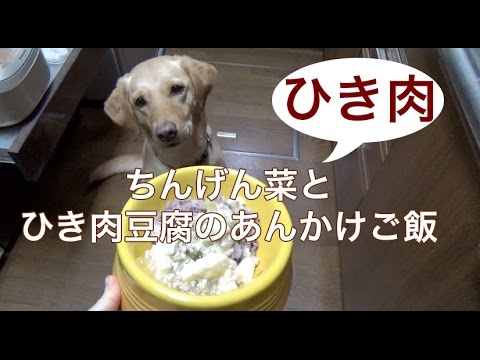犬の手作り健康ご飯：ちんげん菜とひき肉豆腐のあんかけご飯