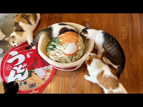 赤いうどんは猫にも幸せをくれる