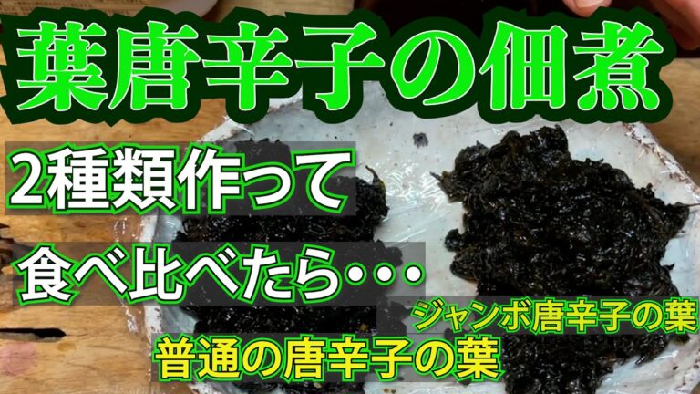【葉唐辛子の佃煮の作り方】２種類作って食べ比べてみました