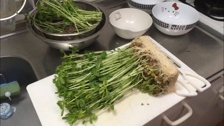 【ニコ生的・料理・Cooking】テストで豆苗と卵、糸こんにゃくの炒め物を作る【テスト】