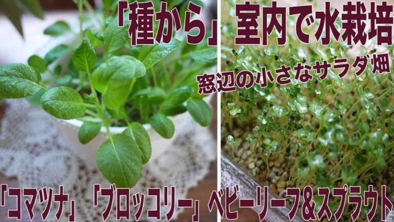 ⚫️再生栽培（５1）／「種から」室内で水栽培。コマツナやブロッコリーをスプラウトやベビーリーフで。