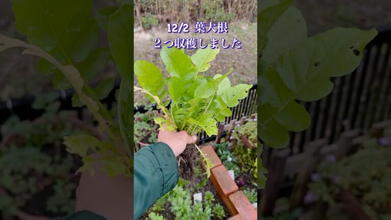 12/2 葉大根2つ収穫しました #葉大根 #家庭菜園 #収穫祭 #秋野菜